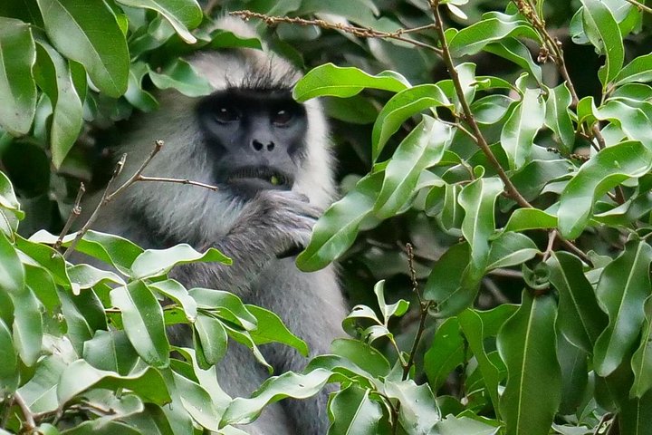 Excursões de Safari em Yala National Park a partir de Hambantota Port