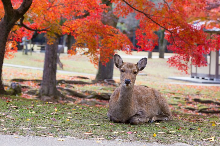 Från Kyoto / Osaka : Kyoto måste-se platser och Nara Park Endagstur