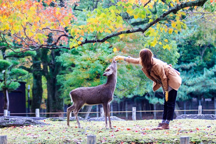 Från Kyoto / Osaka : Kyoto måste-se platser och Nara Park Endagstur