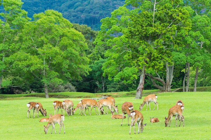 Från Kyoto / Osaka : Kyoto måste-se platser och Nara Park Endagstur
