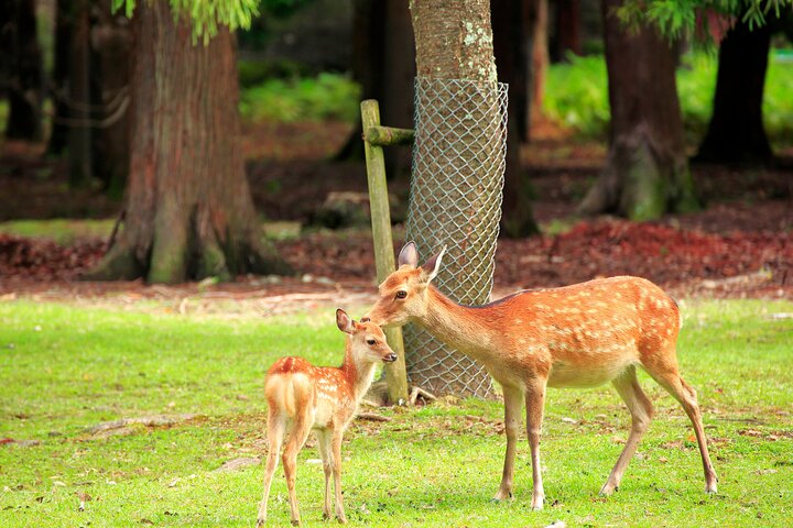 Från Kyoto / Osaka : Kyoto måste-se platser och Nara Park Endagstur
