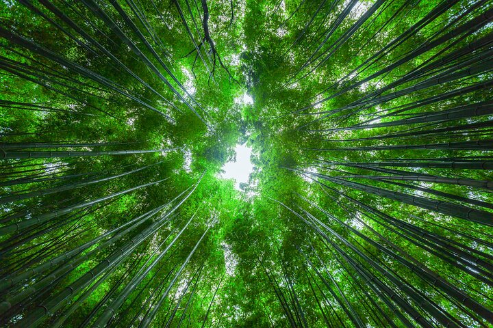 Från Kyoto / Osaka : Kyoto måste-se platser och Nara Park Endagstur