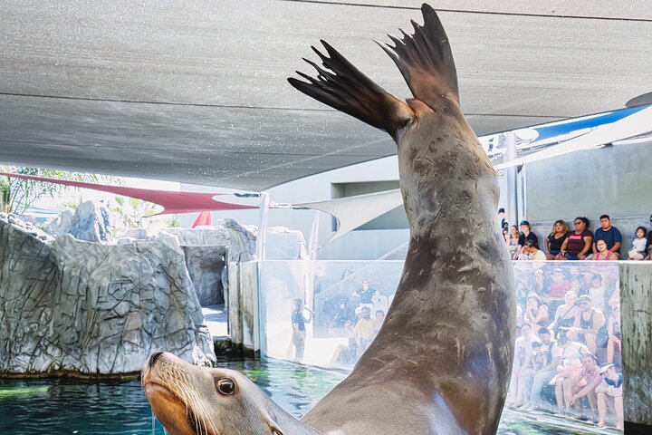 Salta la coda alla biglietteria : biglietto d'ingresso generale dell'Acquario del Pacifico