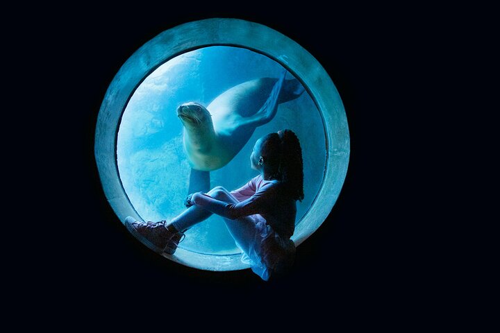 Salta la coda alla biglietteria : biglietto d'ingresso generale dell'Acquario del Pacifico