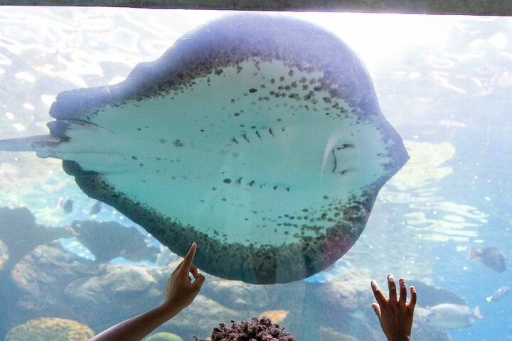 Salta la coda alla biglietteria : biglietto d'ingresso generale dell'Acquario del Pacifico