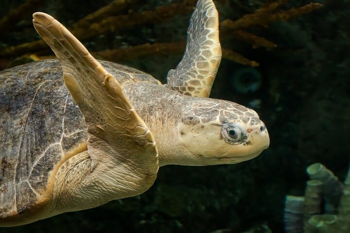 Salta la coda alla biglietteria : biglietto d'ingresso generale dell'Acquario del Pacifico