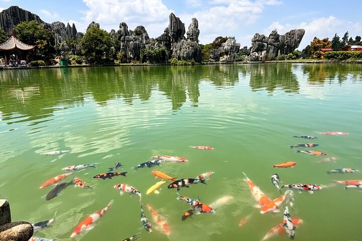 Stone Forest + Pato asado de Yiliang + Tour privado por la ciudad de Kunming