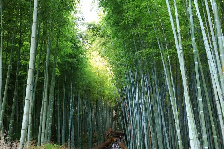 Från Kyoto / Osaka : Kyoto måste-se platser och Nara Park Endagstur