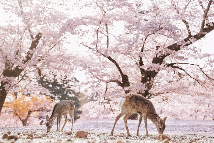 Från Kyoto / Osaka : Kyoto måste-se platser och Nara Park Endagstur