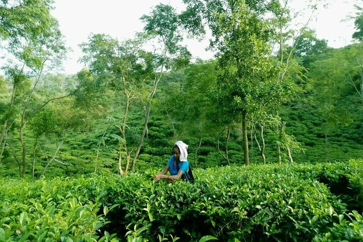 Escapada de lujo privada: Jardines de té de 2 días y paisajes paisajísticos