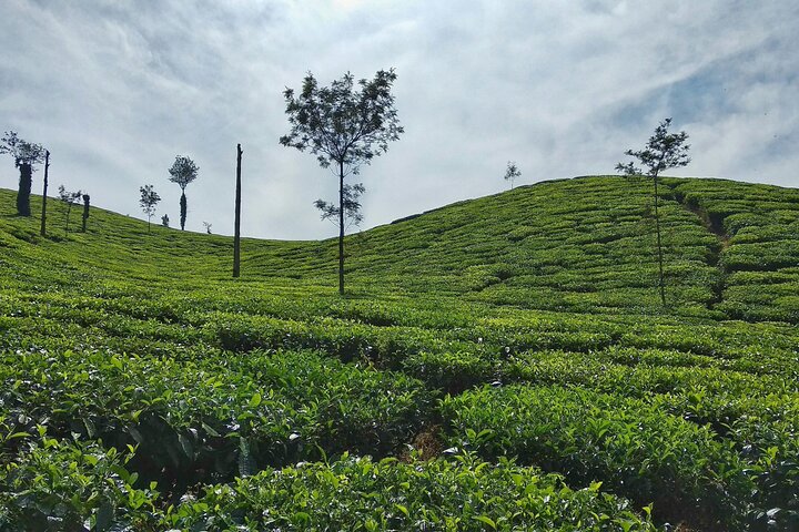 Escapada de lujo privada: Jardines de té de 2 días y paisajes paisajísticos