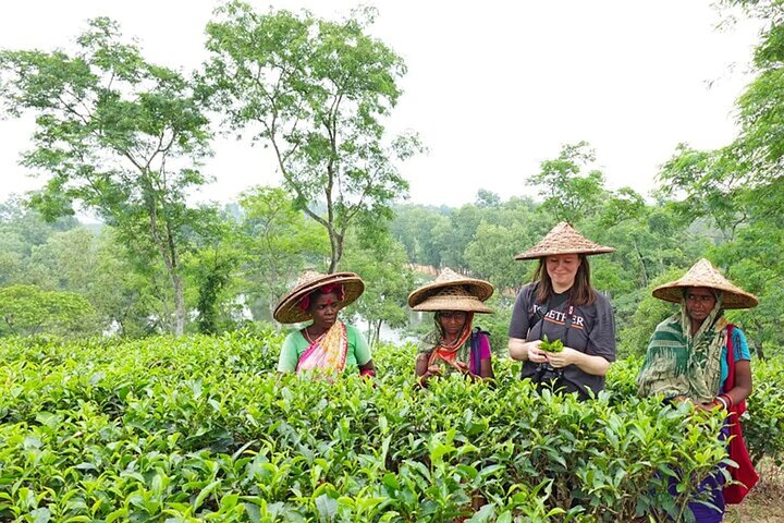 Escapada de lujo privada: Jardines de té de 2 días y paisajes paisajísticos