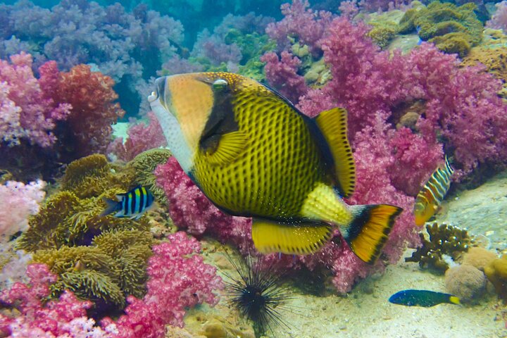 No Rush Morning & Afternoon 5 Stopp snorkeltur til Koh Tao