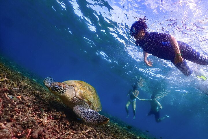 No Rush Morning & Afternoon 5 Stopp snorkeltur til Koh Tao