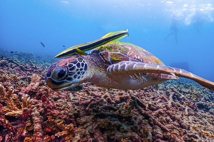 No Rush Morning & Afternoon 5 Stopp snorkeltur til Koh Tao