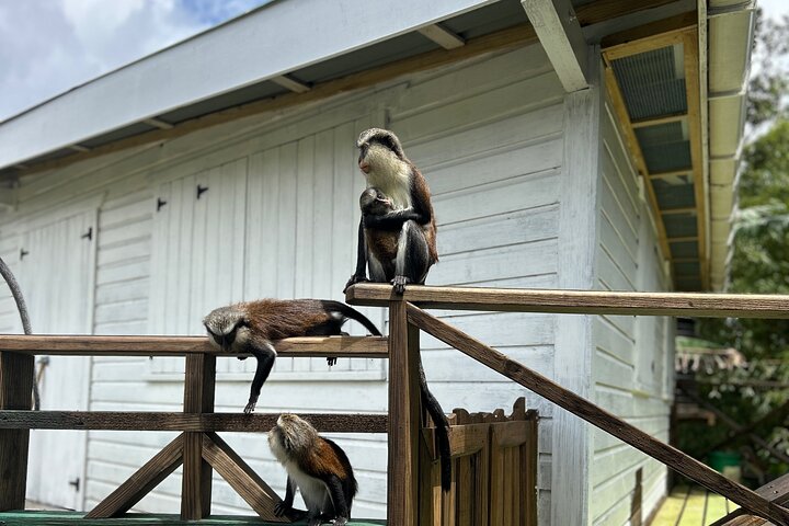 Half Day Private Tour in Grenada