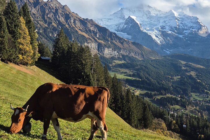 Gemakkelijke plattelandstocht in de Zwitserse Alpen - kindvriendelijk