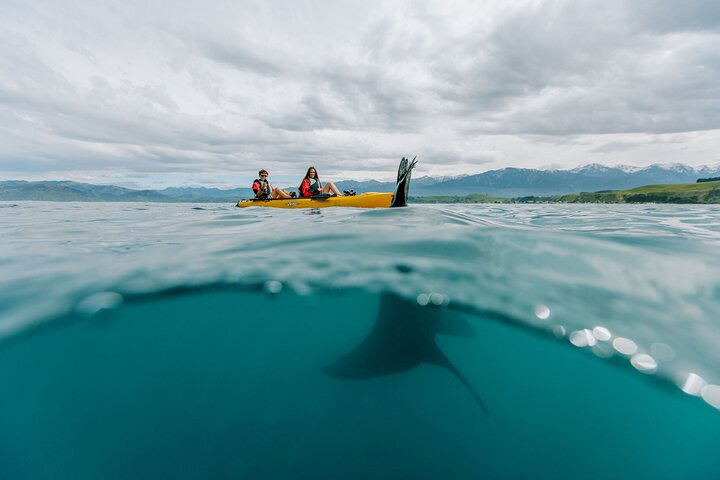 Aventura en kayak con focas en Kaikoura