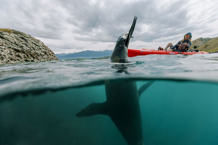 Aventura en kayak con focas en Kaikoura
