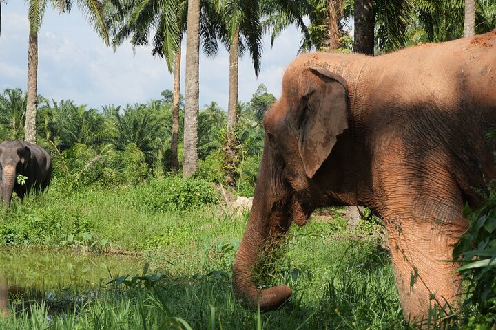 Highlight de meio dia com elefantes (NO-Touching) em Ao Nang