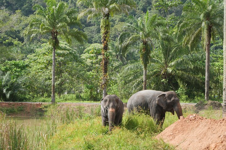 Highlight de meio dia com elefantes (NO-Touching) em Ao Nang