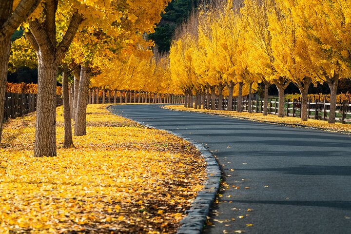 Tour de audio autoguiado por Sonoma y el Valle de Napa