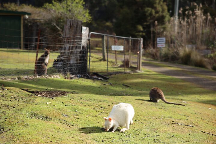 Les anmeldelser av Bruny Island - Wild Escapes from Hobart