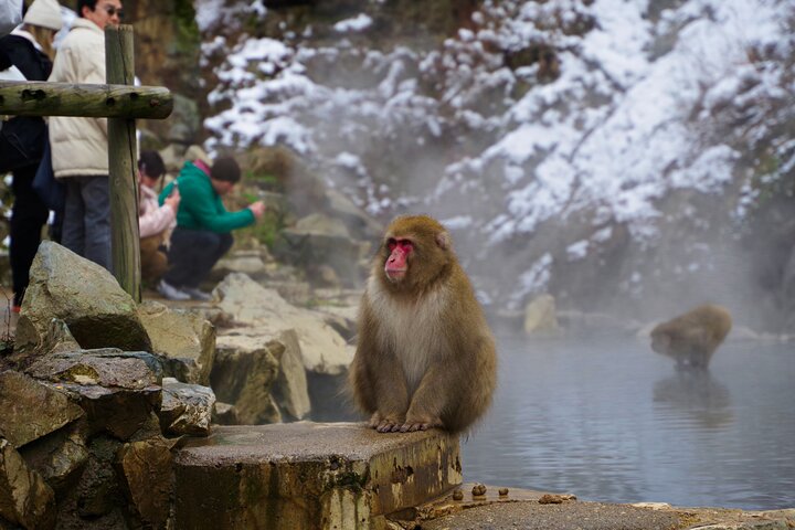 Snow Monkeys, Obuse & Sake: En perfekt dag i Nagano