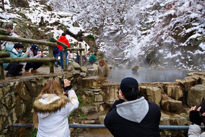 Snow Monkeys, Obuse & Sake: En perfekt dag i Nagano