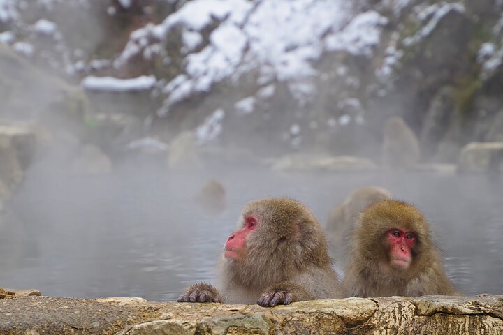Snow Monkeys, Obuse & Sake: En perfekt dag i Nagano