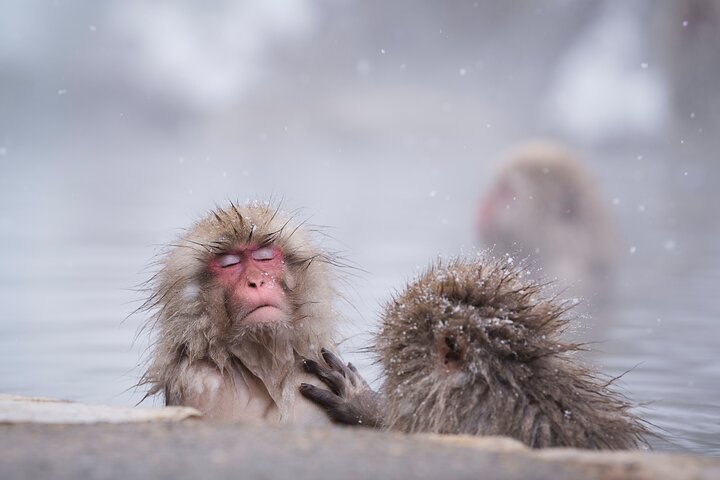 Snow Monkeys, Obuse & Sake: En perfekt dag i Nagano