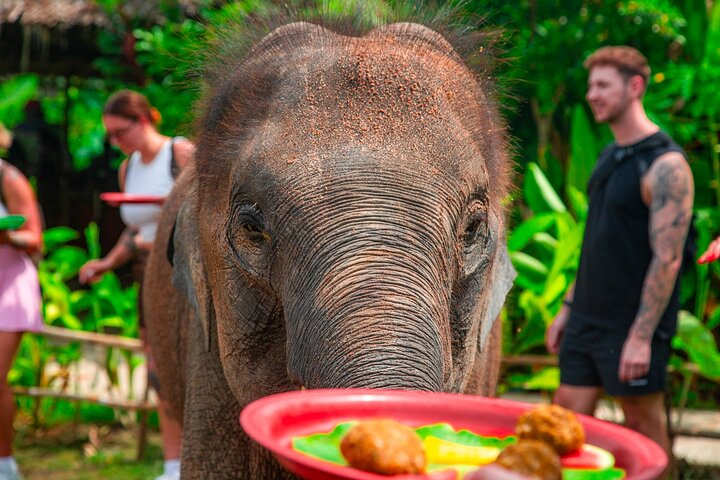 Tour di 6 ore sulla cura degli elefanti e nella giungla in fuoristrada a Koh Samui
