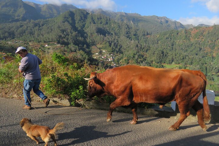 Madeira Cabriolet Scenic Roads West Connection Naturaleza y piscinas