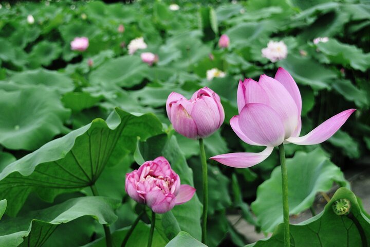 Sense-sational Wuhan (Visita guiada / Tour privado / City Tour)