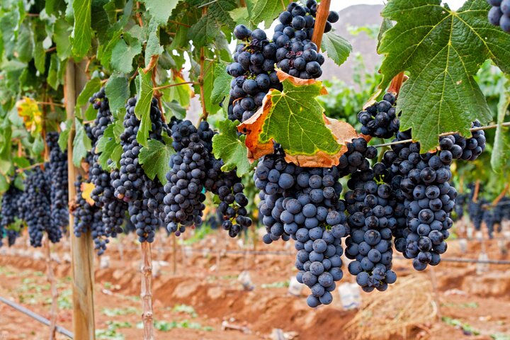 Privé wijntour Valle de Guadalupe : alle wijnproeverijen inbegrepen