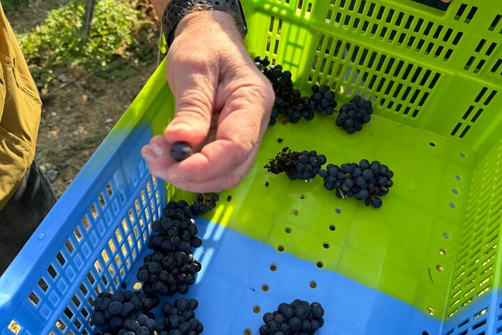 Must-see 3h30 fra Epernay (Privat halvdags Champagne Tour)