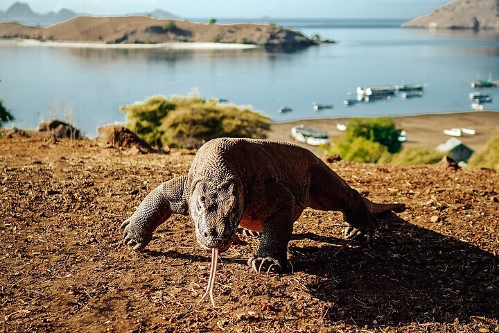 Tour di un'intera giornata a Komodo con Hey Bali Info Visita 6 Spot