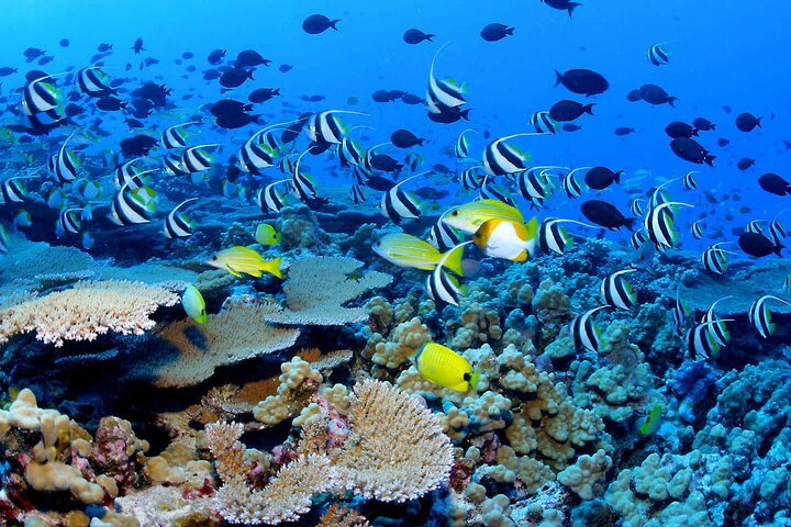 Location de bateau snorkeling bouillante à deshaies Guadeloupe