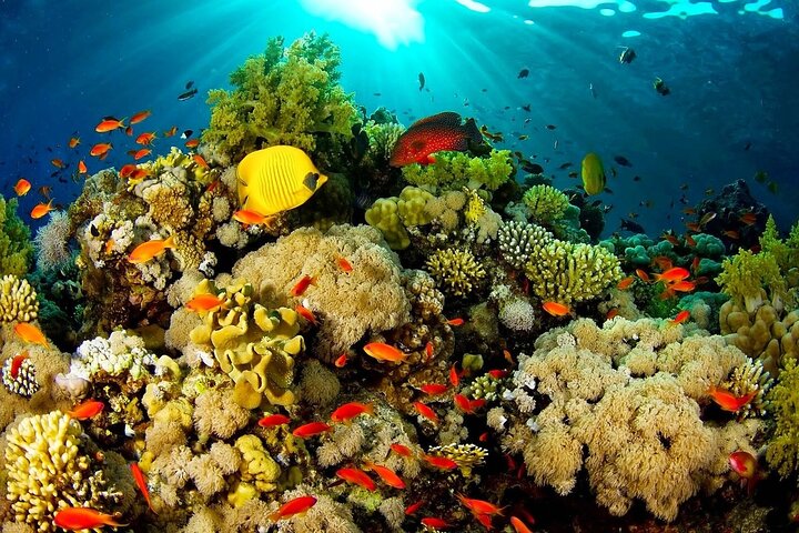 Bunaken 3 - Snorkelplek - Privétour inclusief lunch