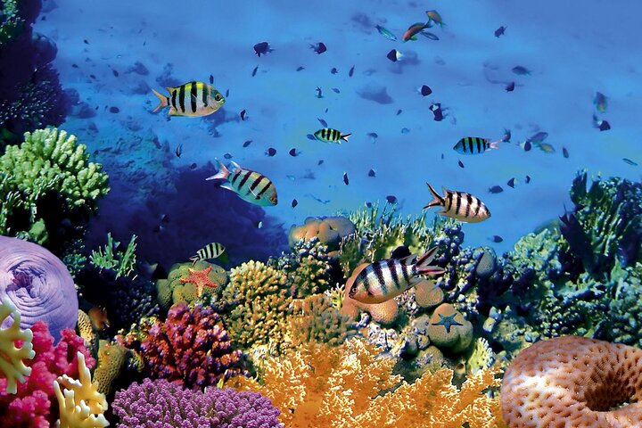 Bunaken 3 - Snorkelplek - Privétour inclusief lunch