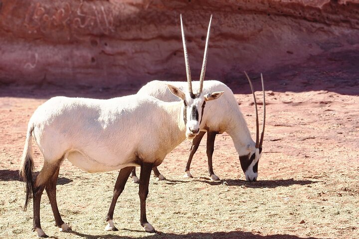 Wonders of Tabuk Tour 3 Days 2 Nights Tour