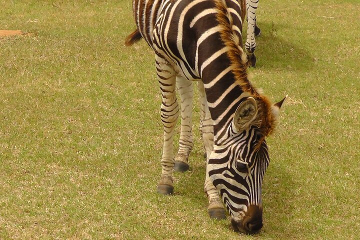 Great Addo Elephant Park Adventure Safari