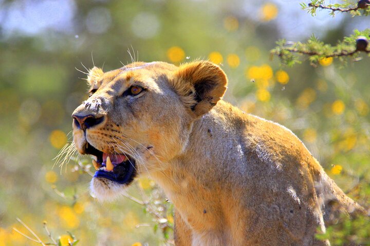 Nairobi nasjonalpark Half-Day Game Drive med hotellhenting