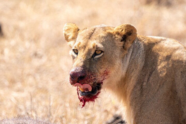 Nairobi nasjonalpark Half-Day Game Drive med hotellhenting