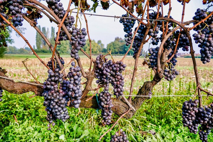 6-uur durende privé luxe SUV-wijntour in Napa of Sonoma Valley