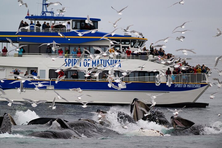Kenai Fjords und Resurrection Bay – halbtägige Bootstour mit Tierbeobachtung