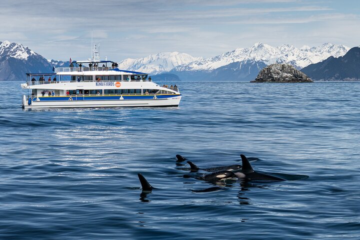 Kenai Fjords und Resurrection Bay – halbtägige Bootstour mit Tierbeobachtung