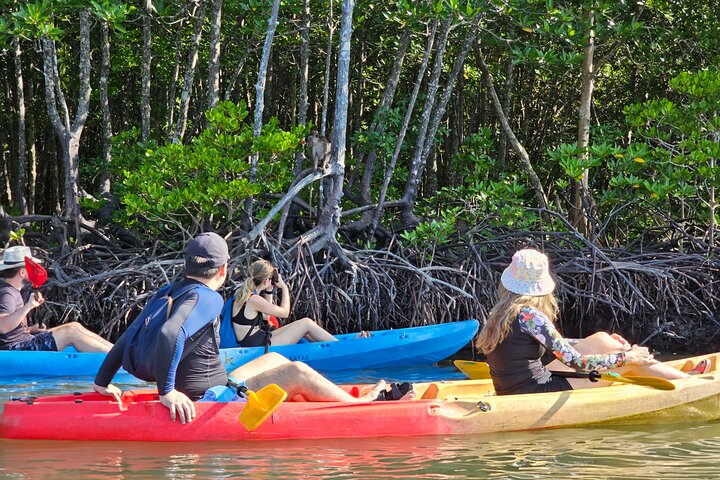 Halvdags mangrove-tur med kajakk eller langhalebåt