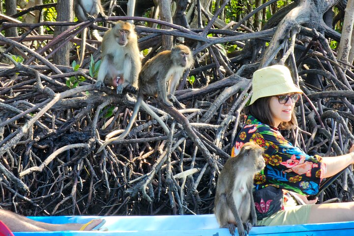 Halvdags mangrove-tur med kajakk eller langhalebåt