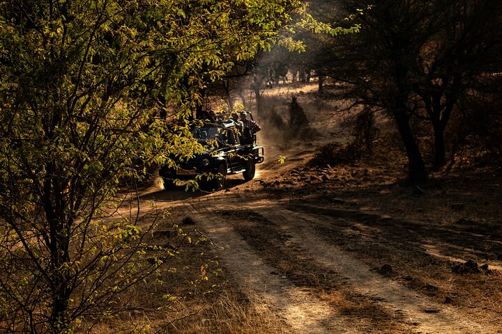 Ranthambore Tiger Safari i Jeep eller galopp med pickup